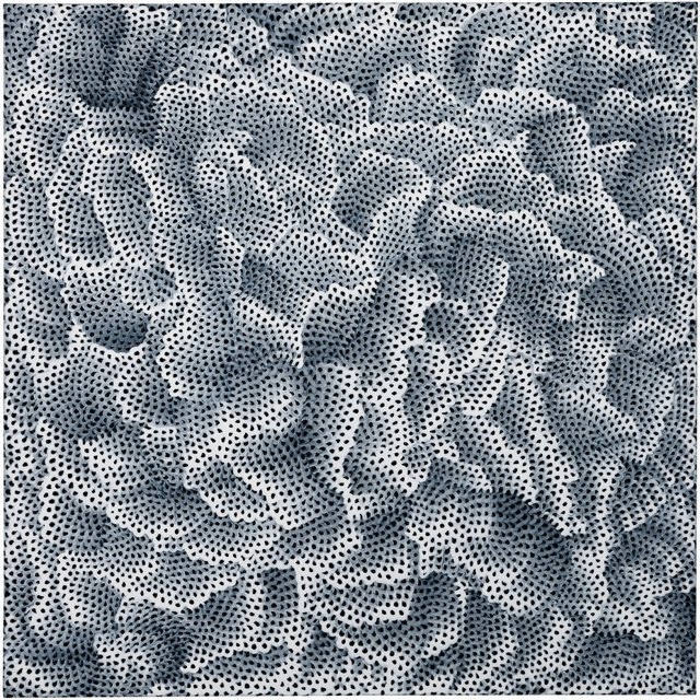 INFINITY-NETS (MAE)